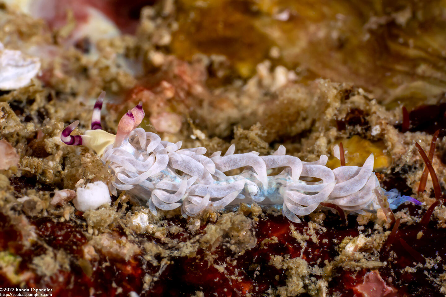 Pteraeolidia semperi (Blue Dragon Nudibranch)