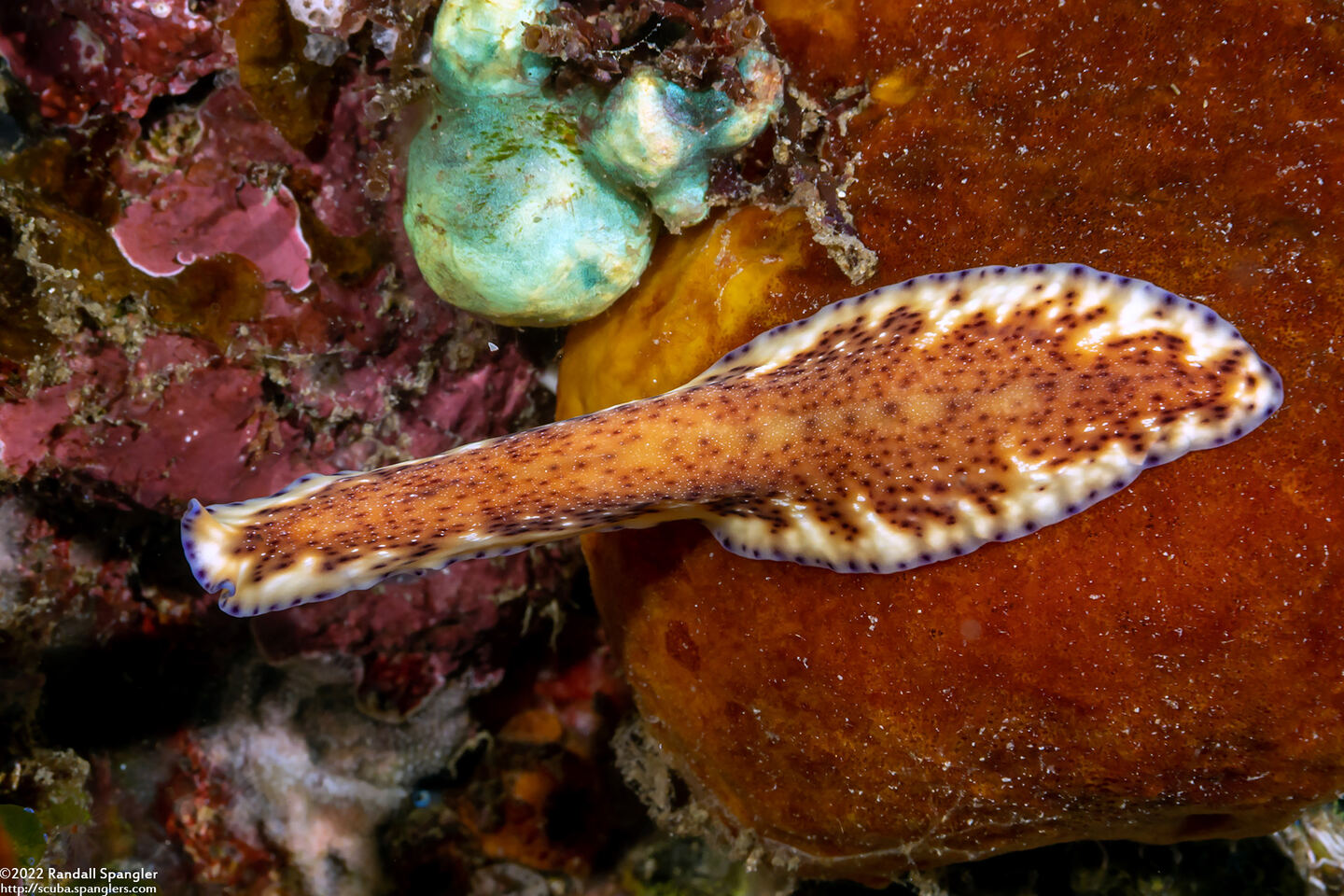 Pseudoceros sp.6 (Pseudoceros sp.6)