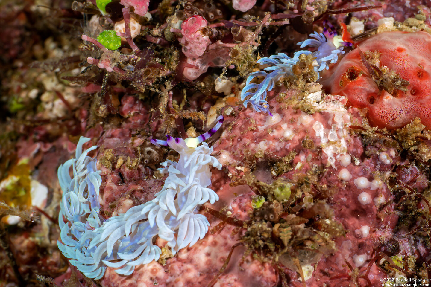Pteraeolidia semperi (Blue Dragon Nudibranch)