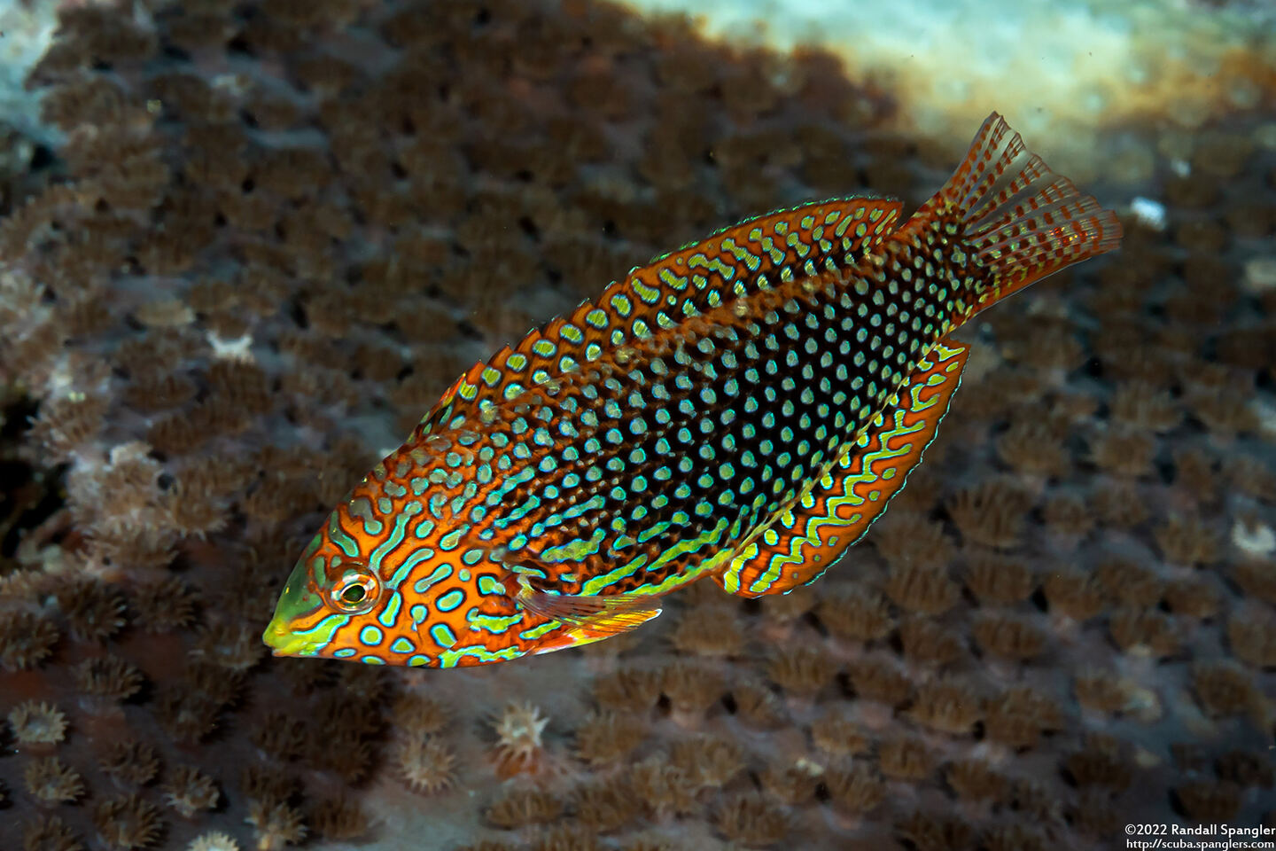 Macropharyngodon ornatus (Ornate Leopard Wrasse)