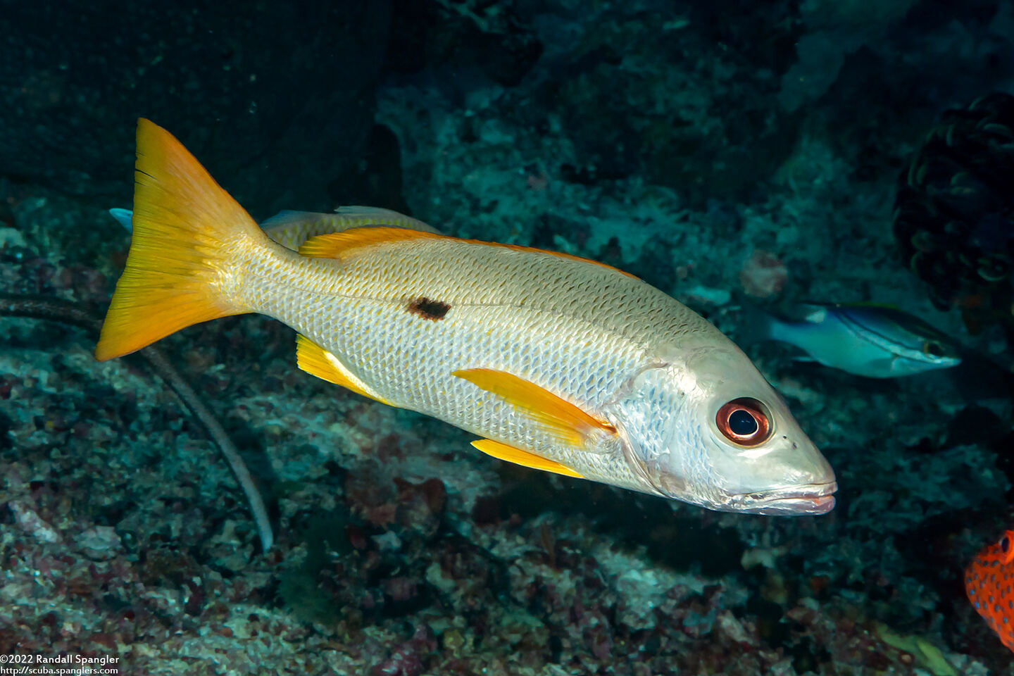Lutjanus monostigma (Onespot Snapper)