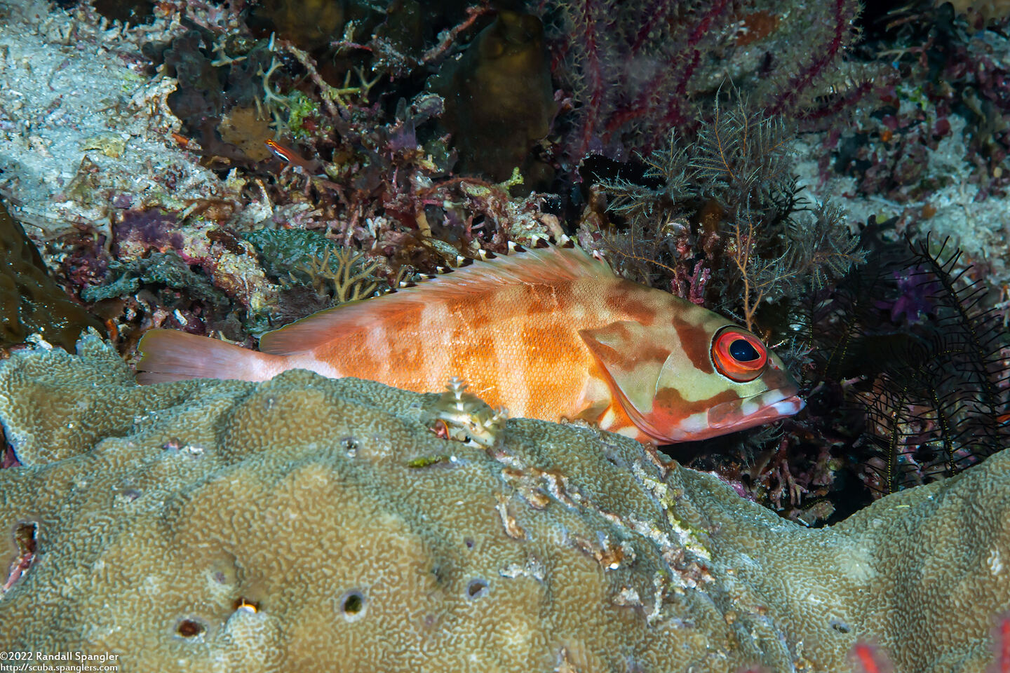 Epinephelus fasciatus (Blacktip Grouper)