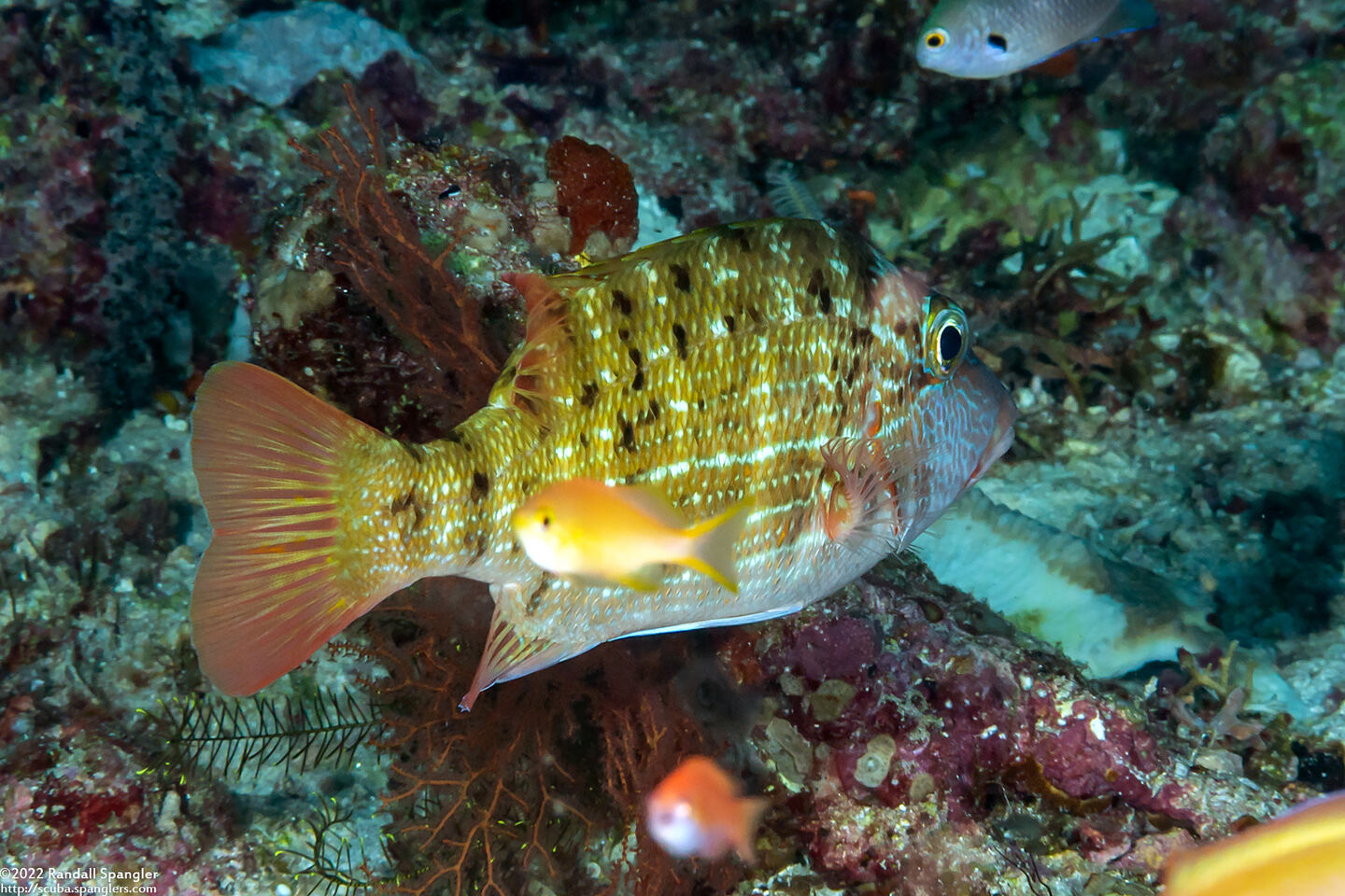 Lethrinus erythracanthus (Yellowfin Emperor)