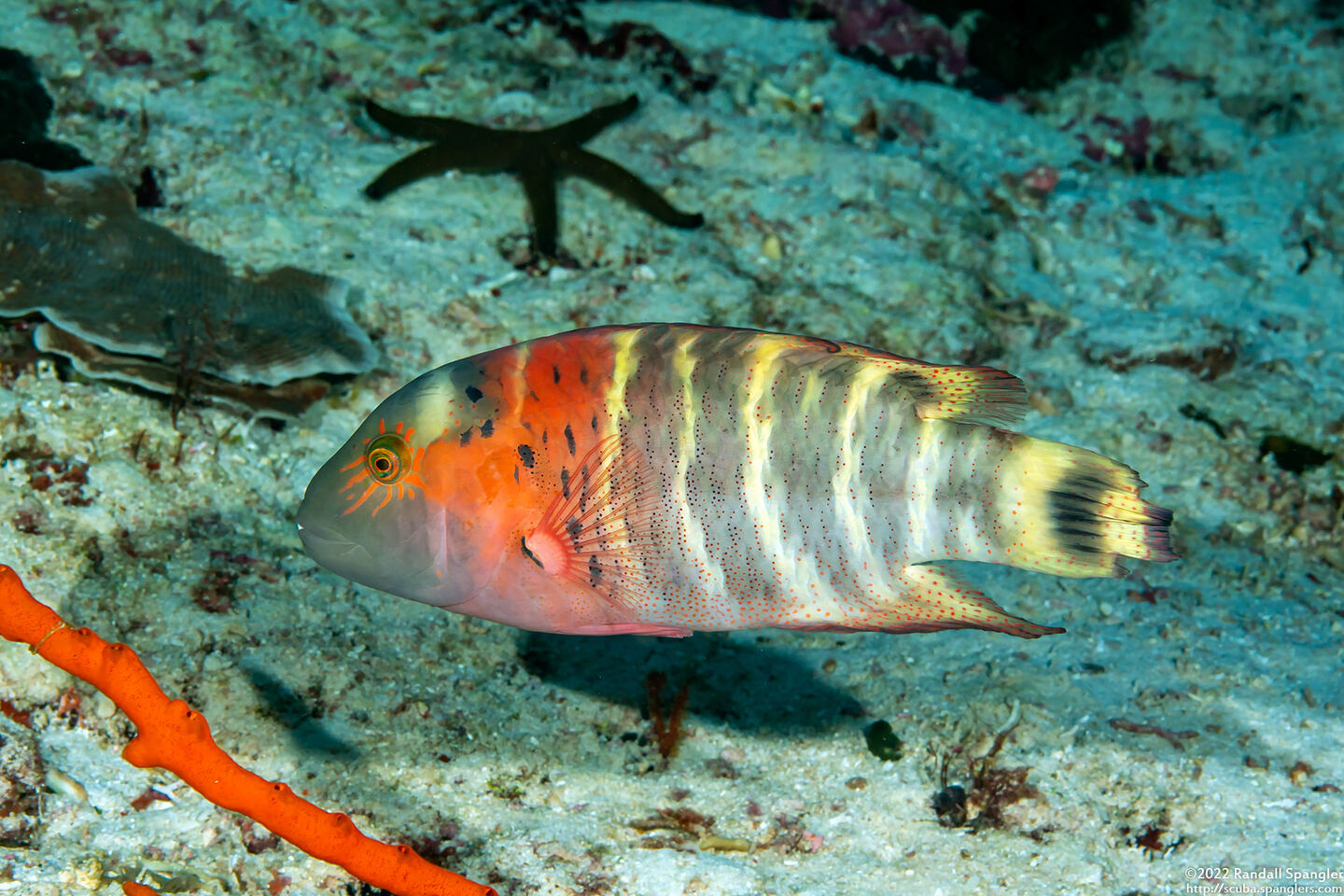 Cheilinus fasciatus (Redbreasted Wrasse)