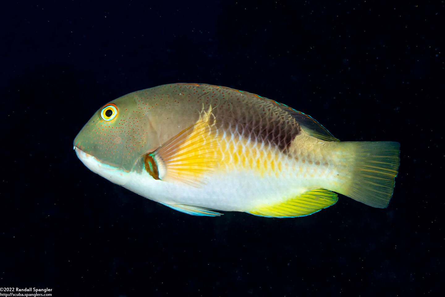 Choerodon anchorago (Anchor Tuskfish)