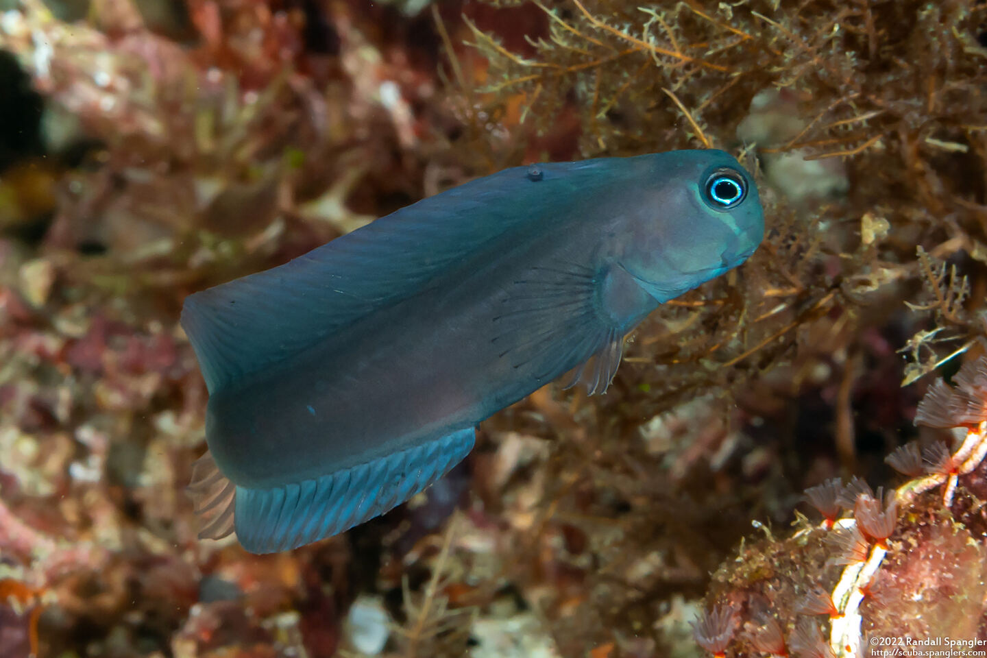 Ecsenius namiyei (Black Coralblenny)