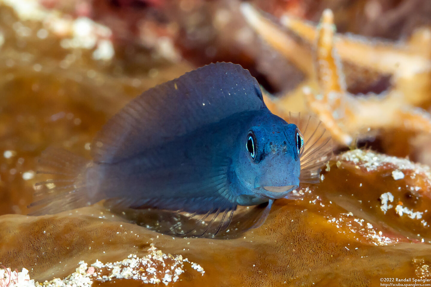 Ecsenius namiyei (Black Coralblenny)