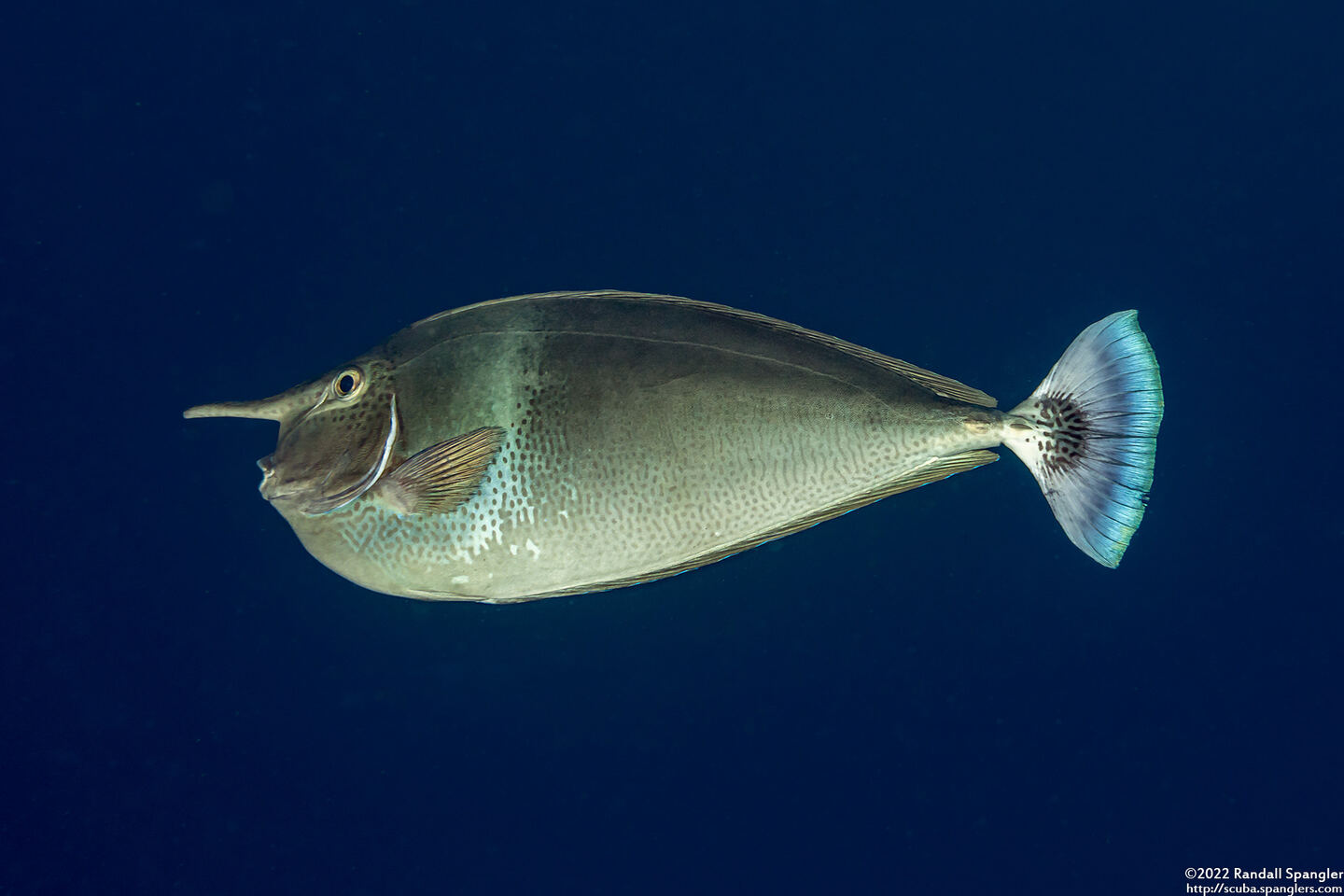 Naso brevirostris (Paletail Unicornfish)