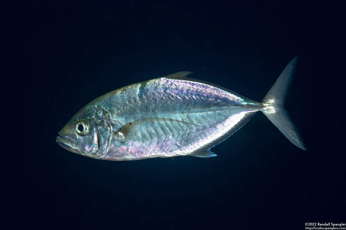 Carangoides plagiotaenia (Barcheek Trevally)