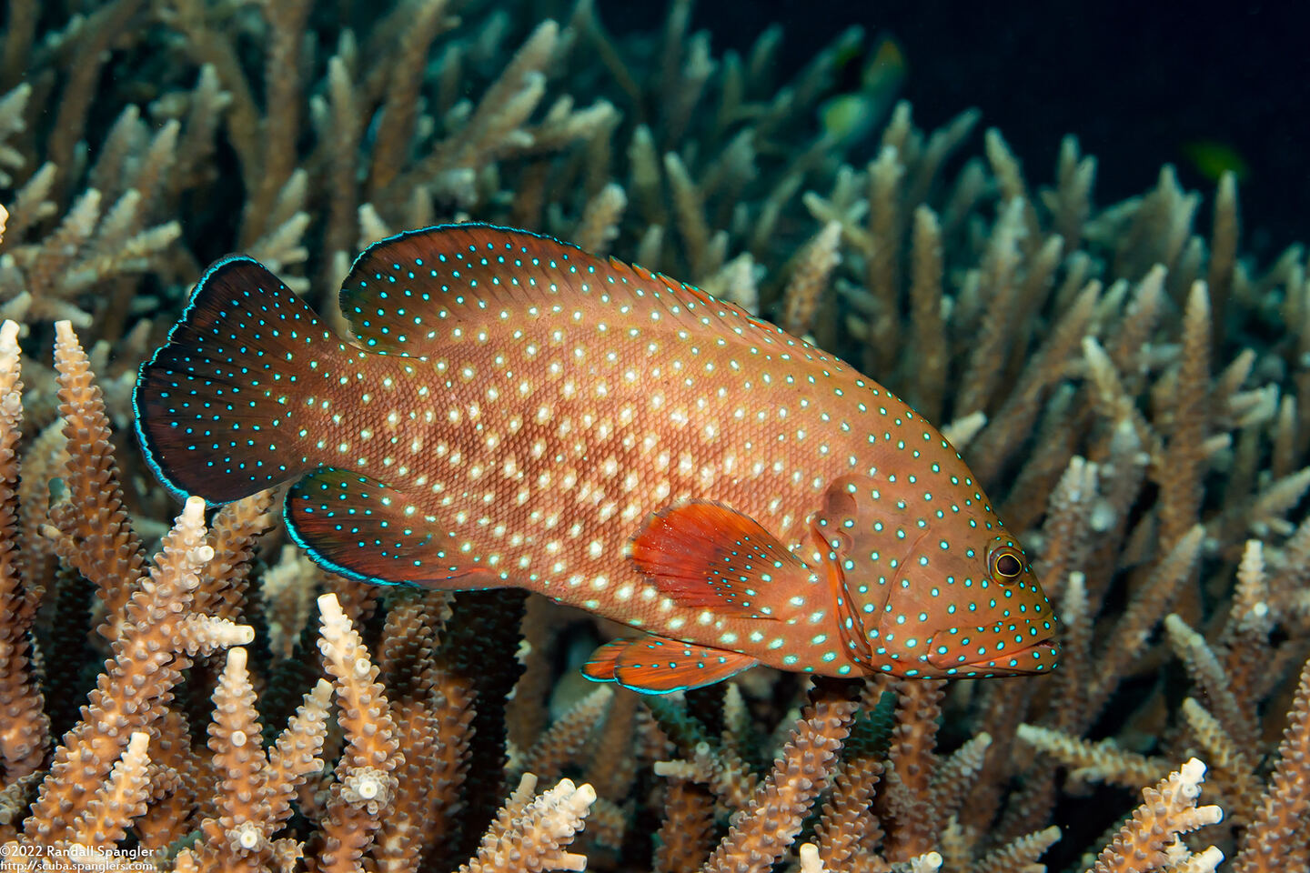 Cephalopholis cyanostigma (Bluespotted Grouper)