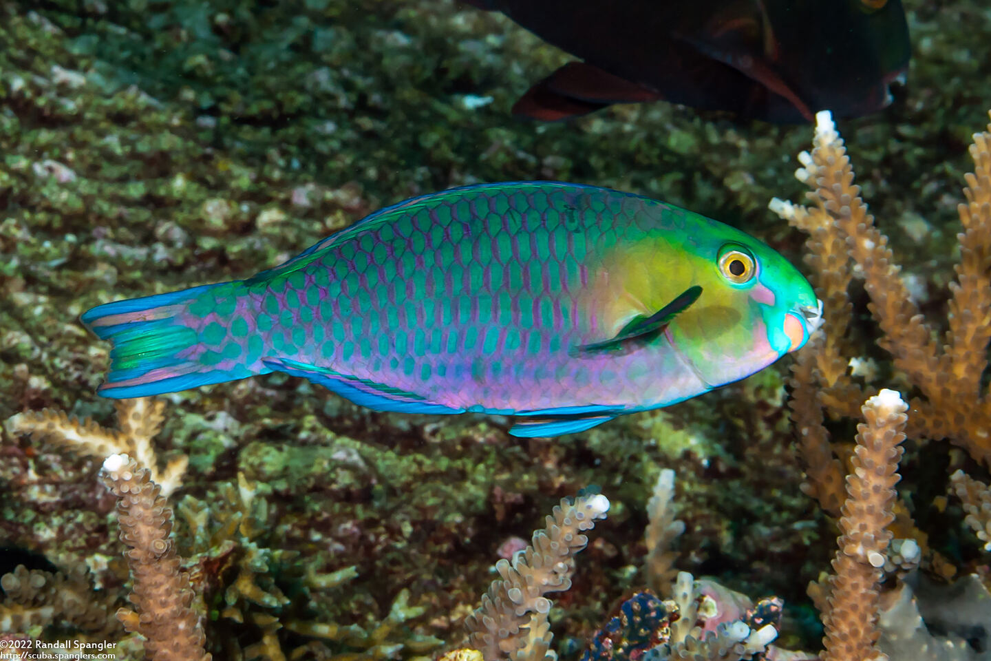 Scarus spinus (Greensnout Parrotfish)