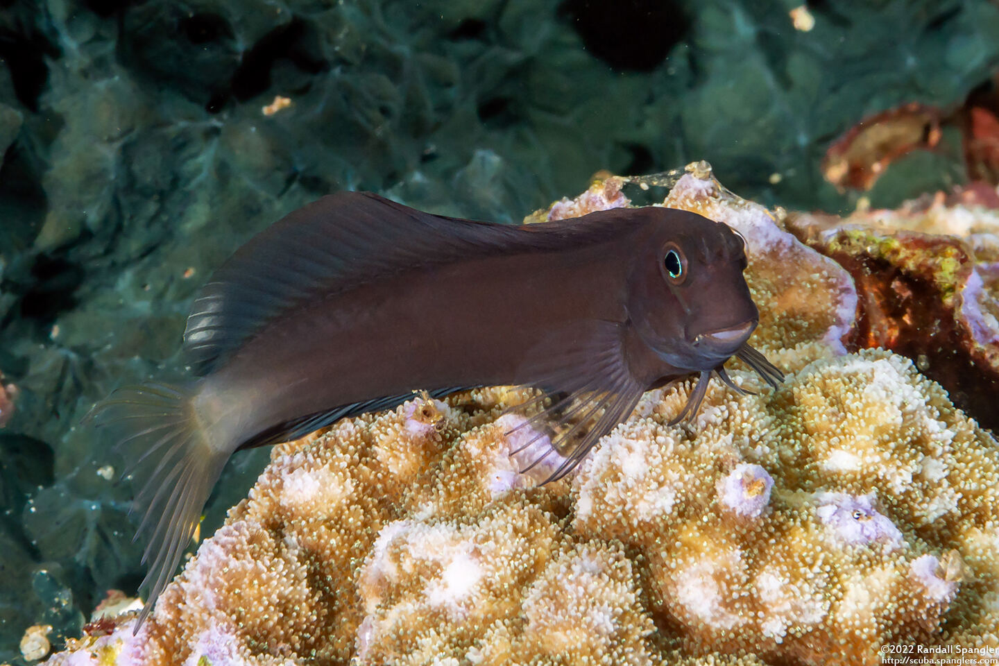 Ecsenius namiyei (Black Coralblenny)