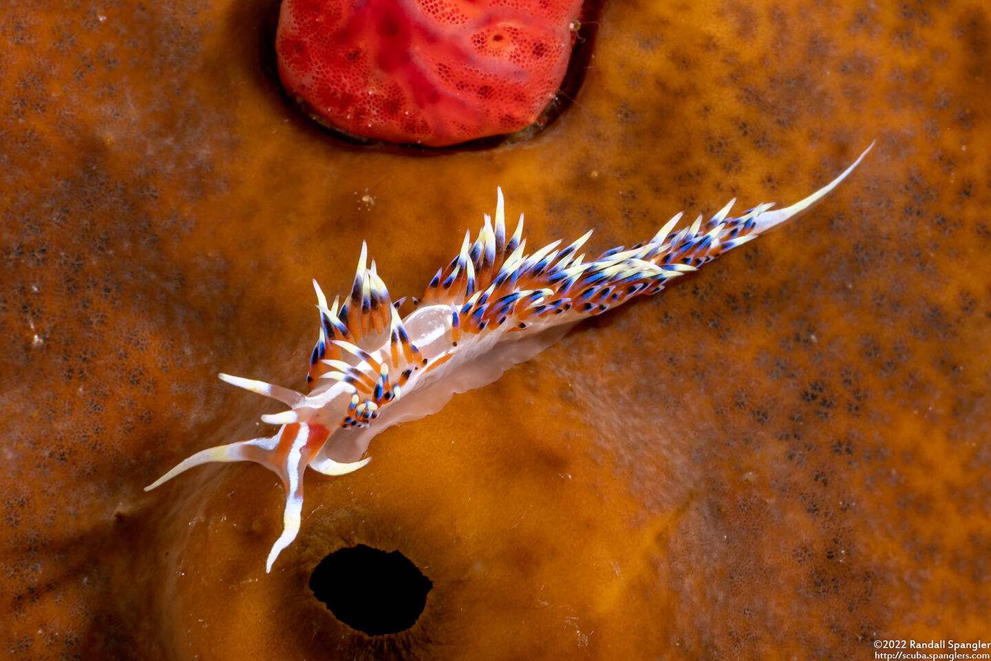 Caloria indica (Indian Caloria)