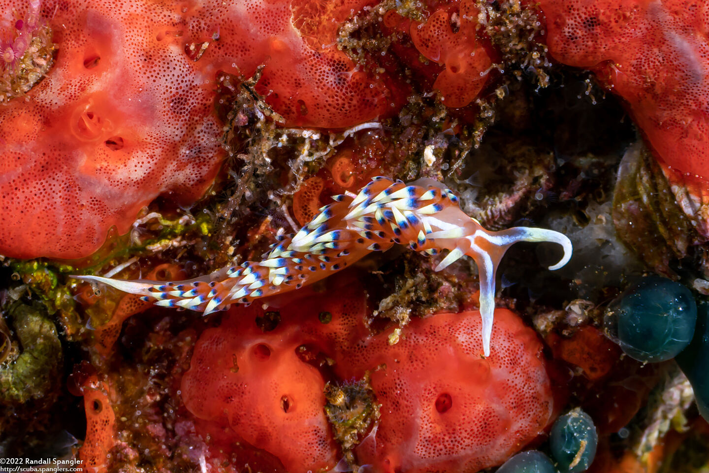 Caloria indica (Indian Caloria)