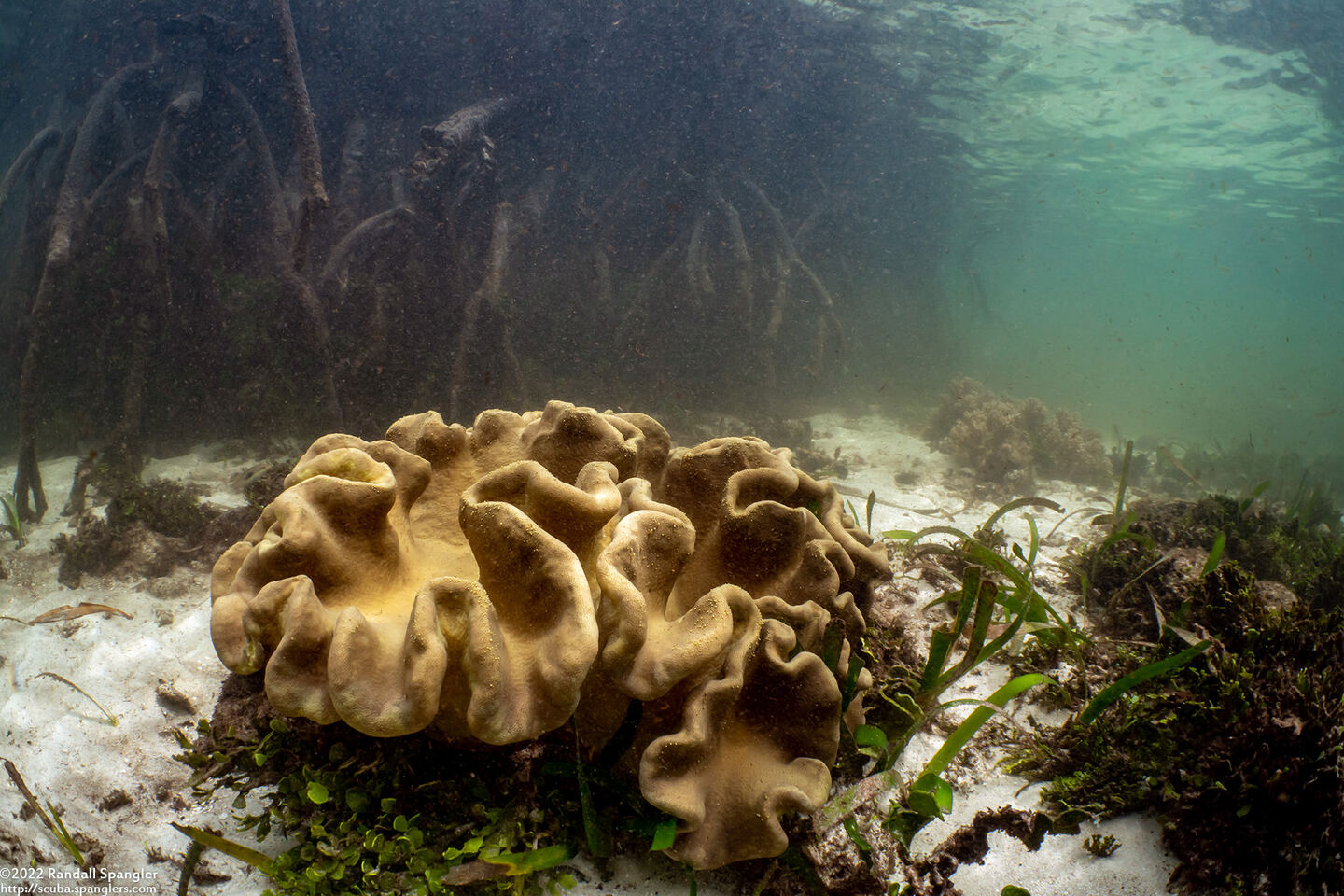 Sarcophyton trocheliophorum (Elephant Ear Coral)