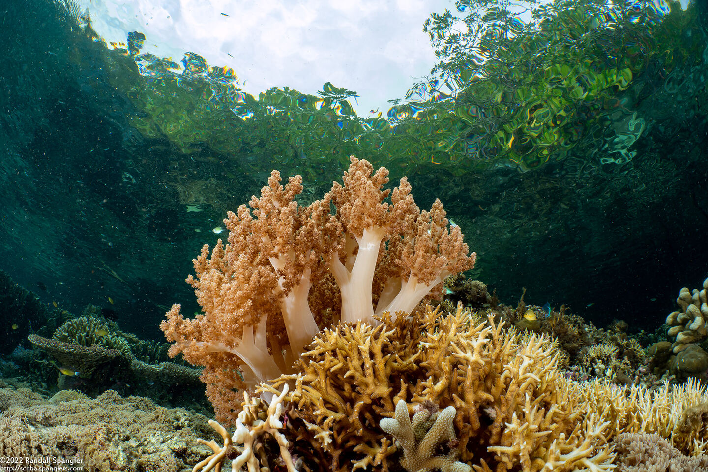 Litophyton arboreum (Litophyton Arboreum)