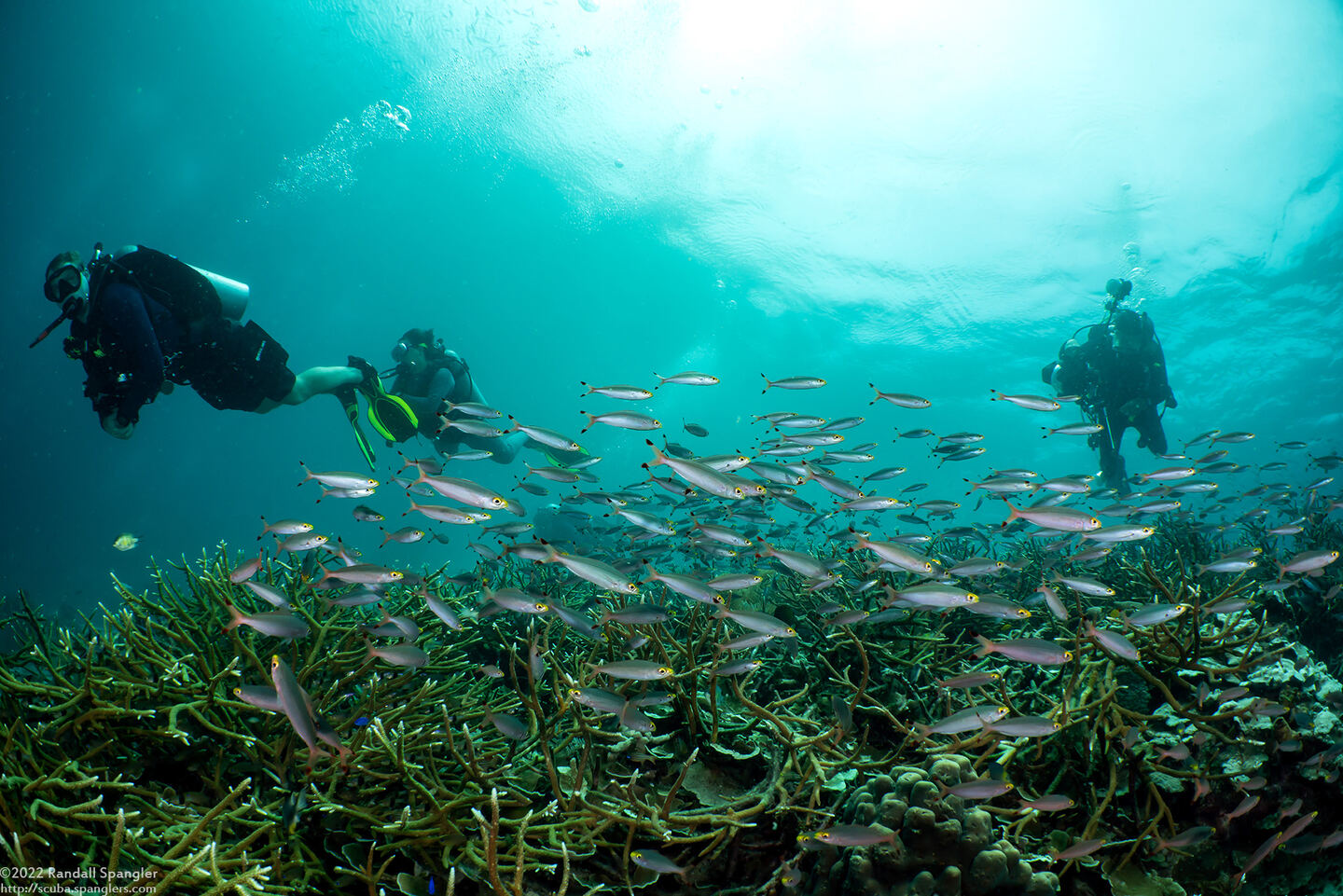 Pterocaesio pisang (Ruddy Fusilier)