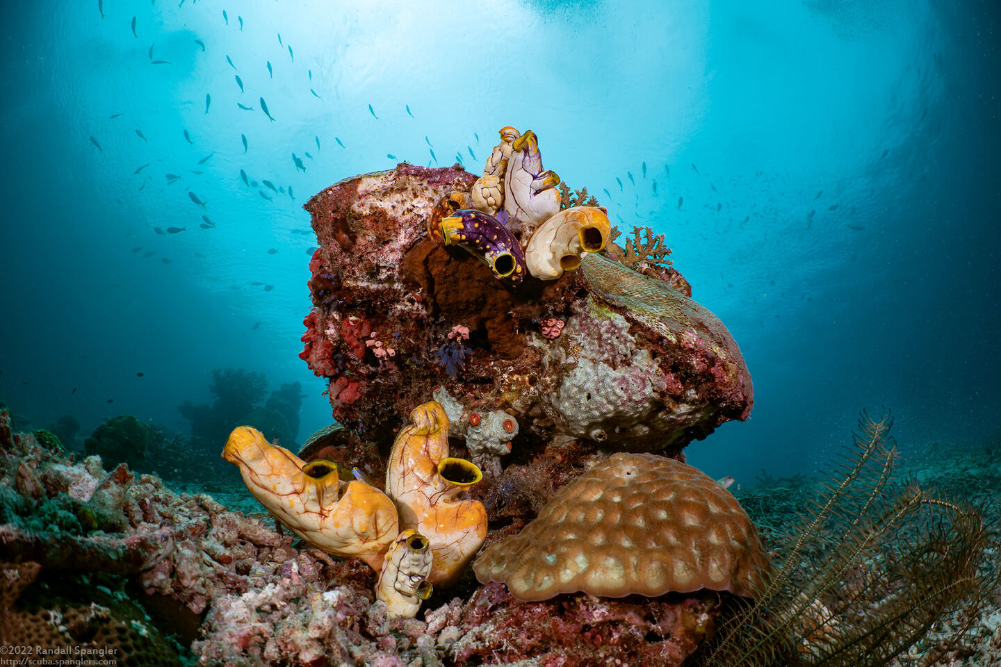 Polycarpa aurata (Ink-Spot Sea Squirt)