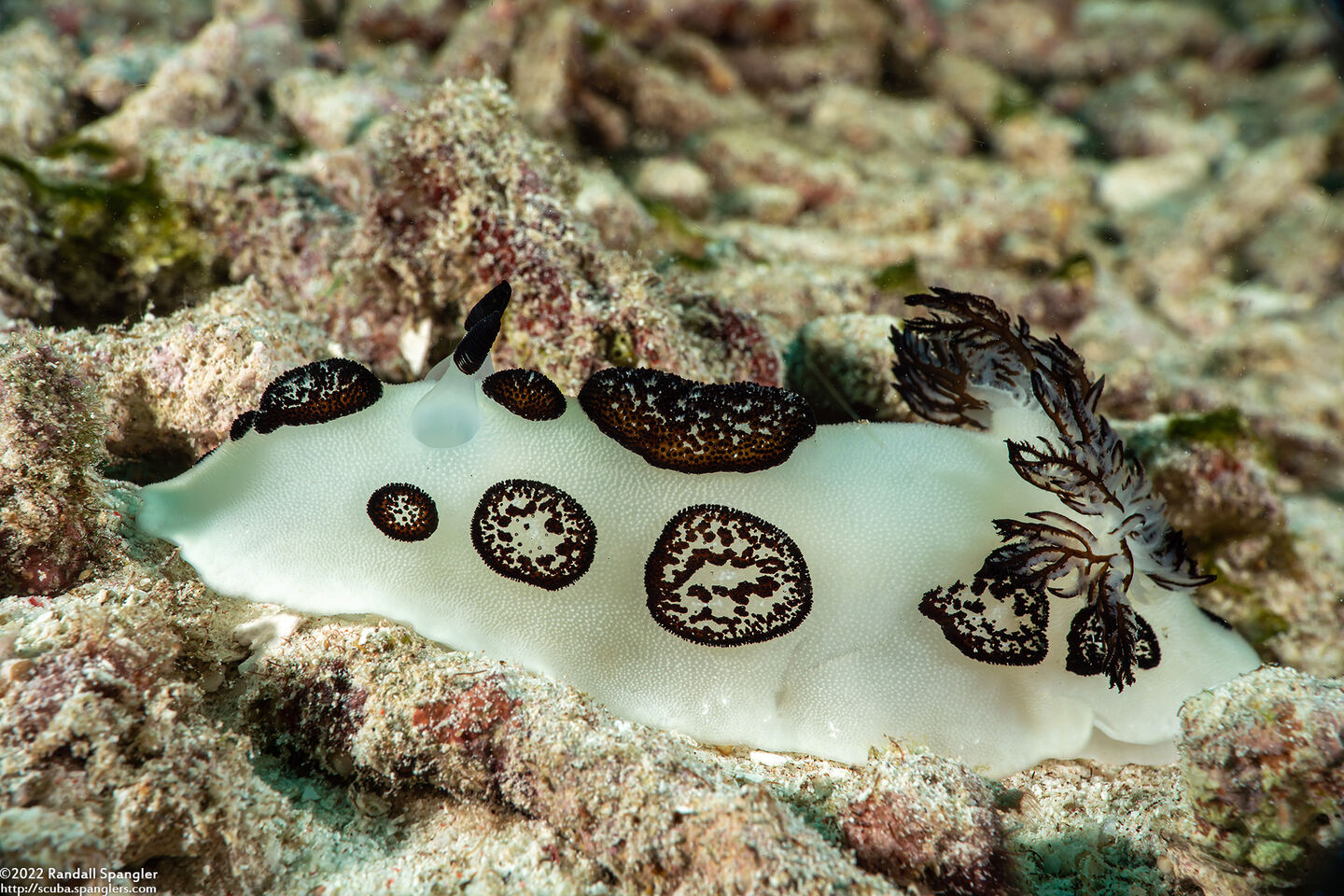 Jorunna funebris (Mourning Jorunna)