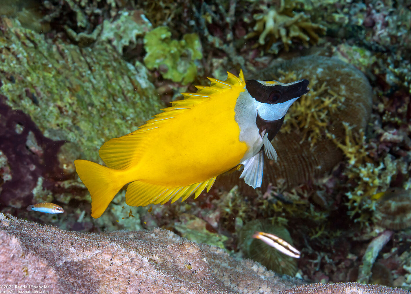 Siganus vulpinus (Foxface Rabbitfish)