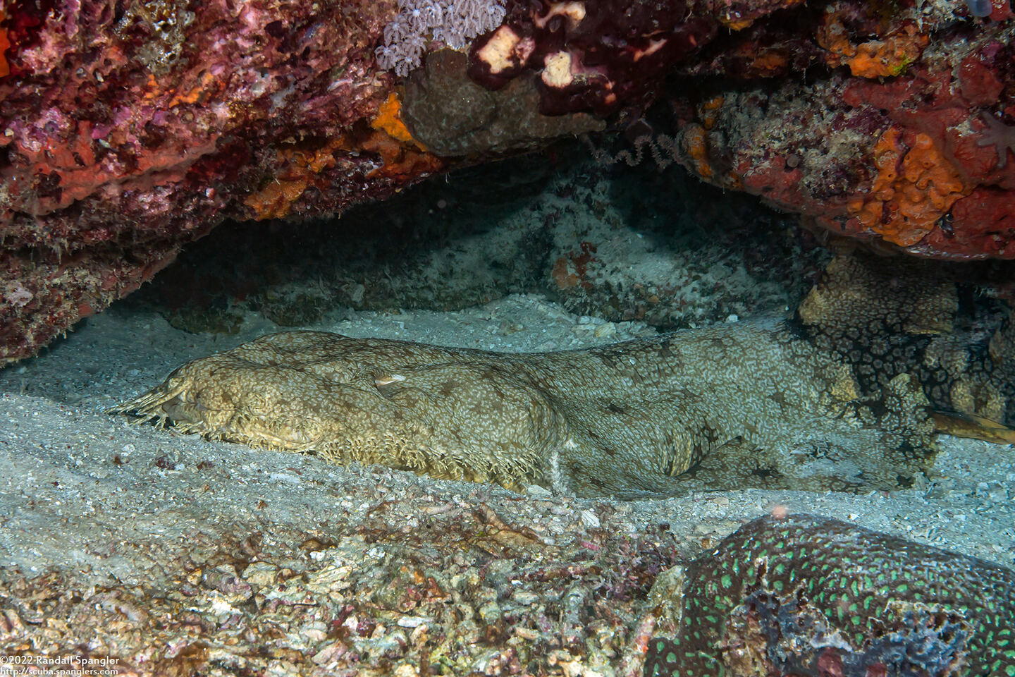 Eucrossorhinus dasypogon (Tasselled Wobbegong)