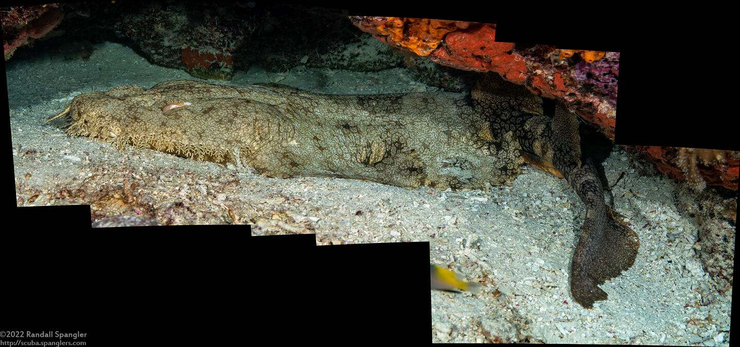 Eucrossorhinus dasypogon (Tasselled Wobbegong)