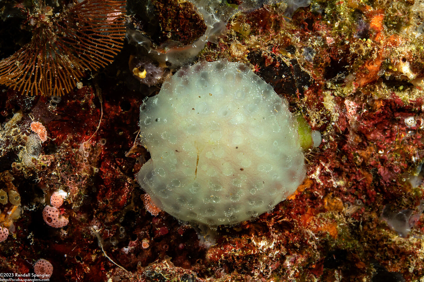 Sigillina sp.1 (Sigillina sp.1)