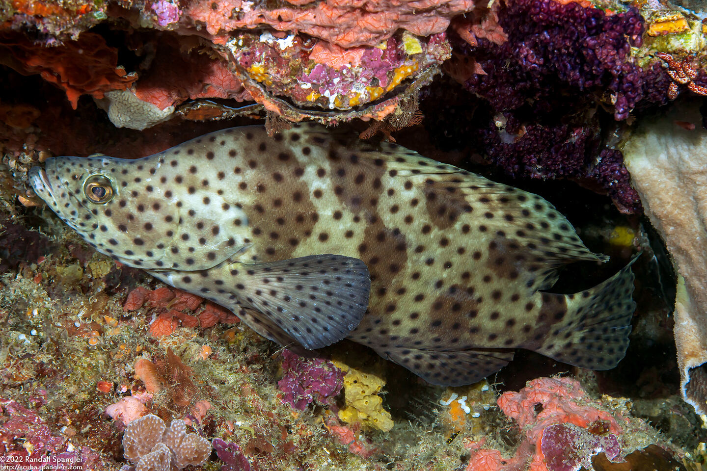 Cromileptes altivelis (Barramundi)
