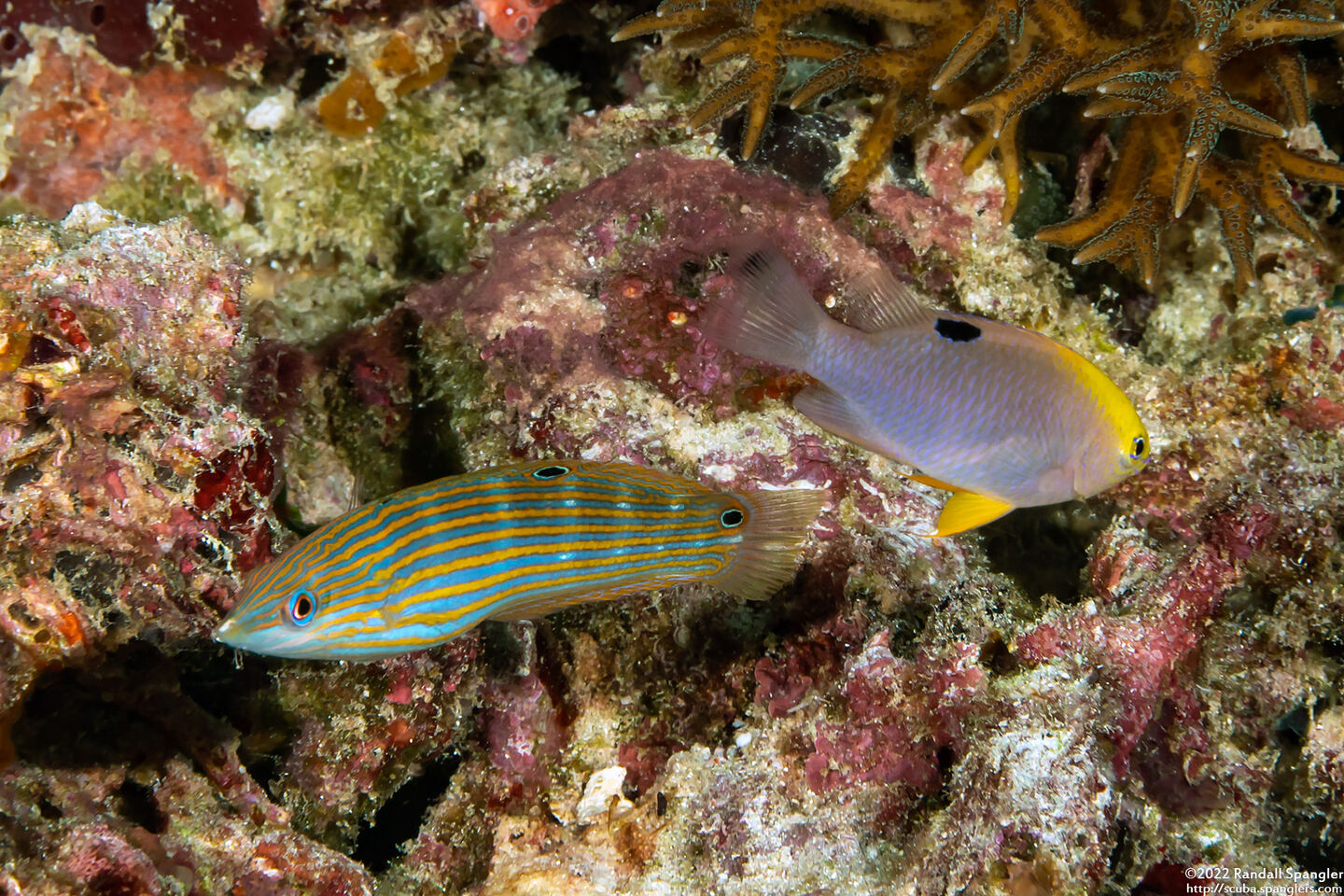 Halichoeres melanurus (Pinstriped Wrasse)