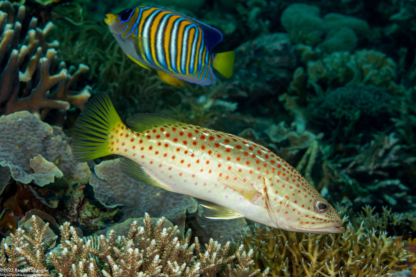 Anyperodon leucogrammicus (Slender Grouper)