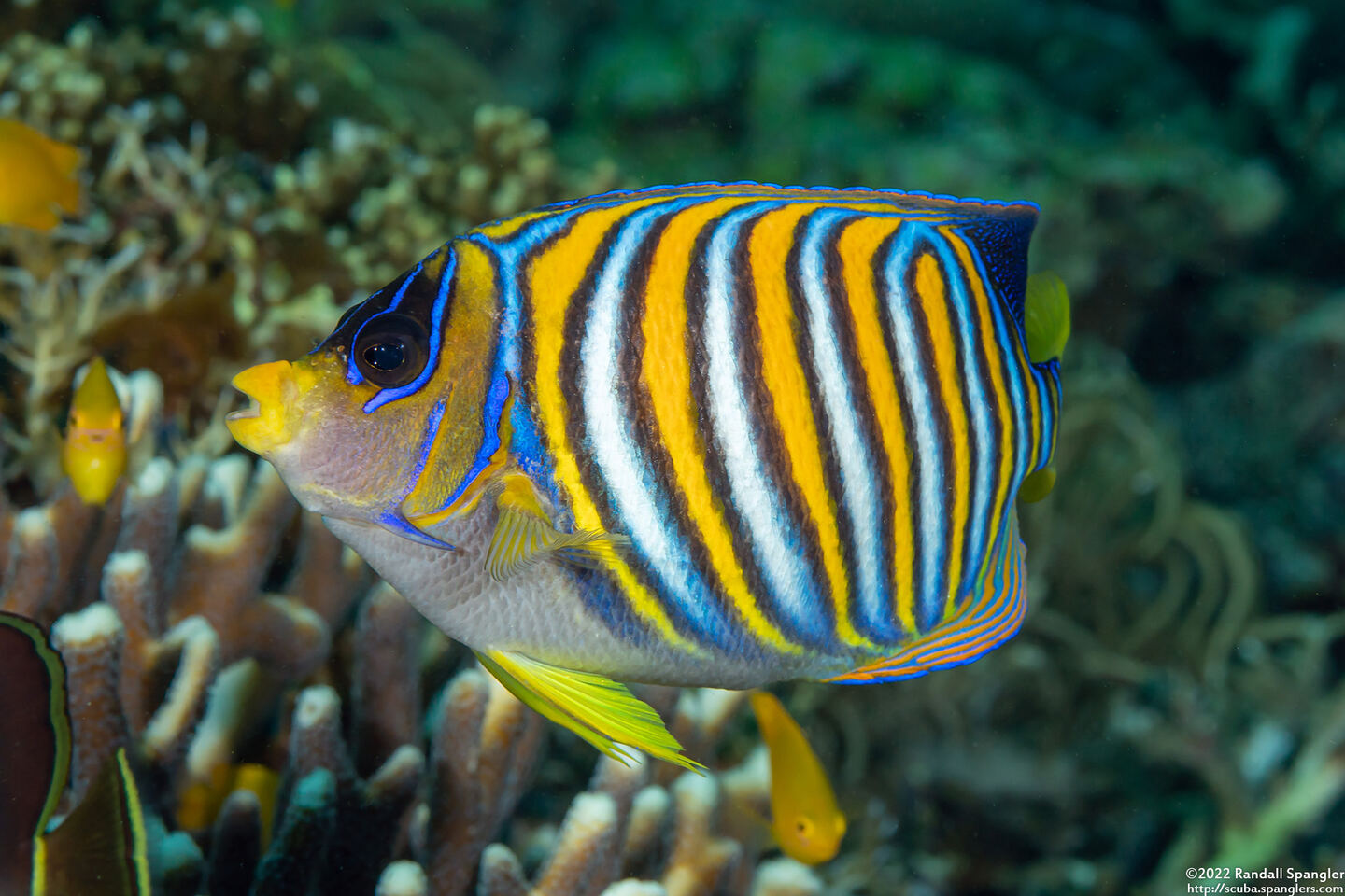 Pygoplites diacanthus (Regal Angelfish)