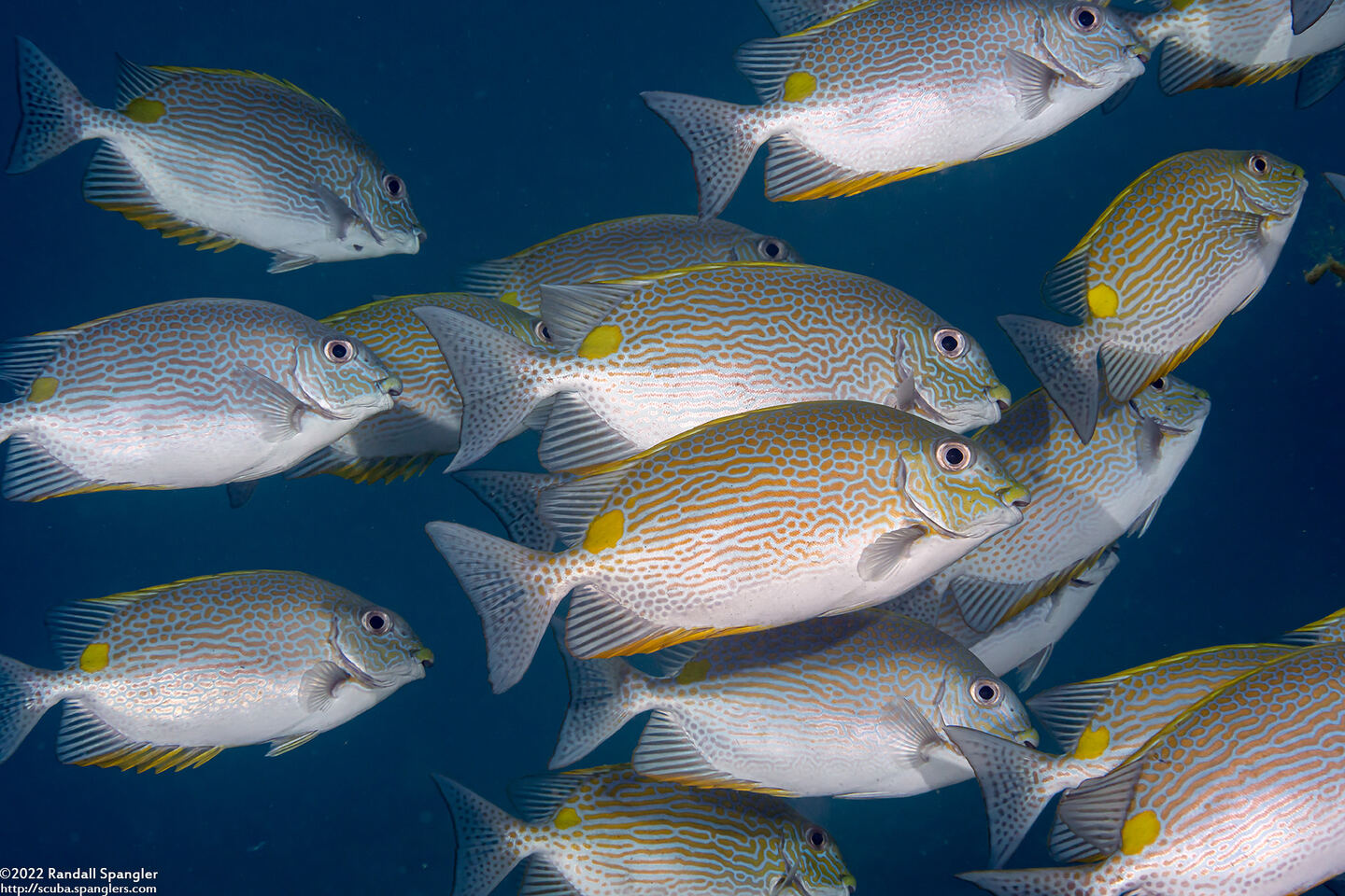 Siganus lineatus (Lined Rabbitfish)