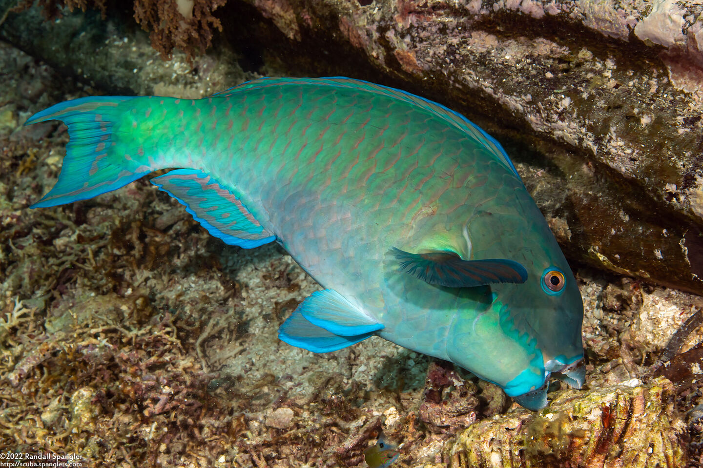 Chlorurus microrhinos (Steephead Parrotfish)