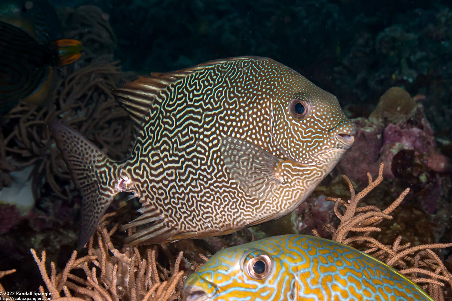 Siganus vermiculatus (Vermiculate Rabbitfish)