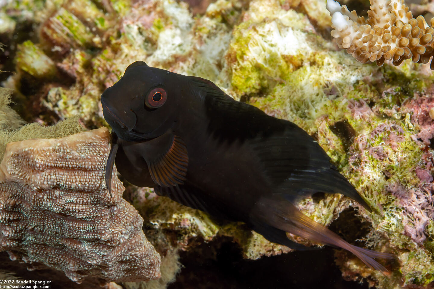 Atrosalarias fuscus (Brown Coralblenny)