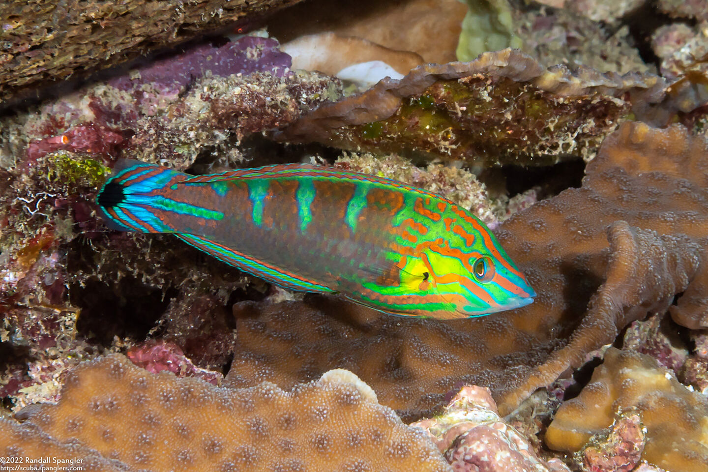 Halichoeres melanurus (Pinstriped Wrasse)