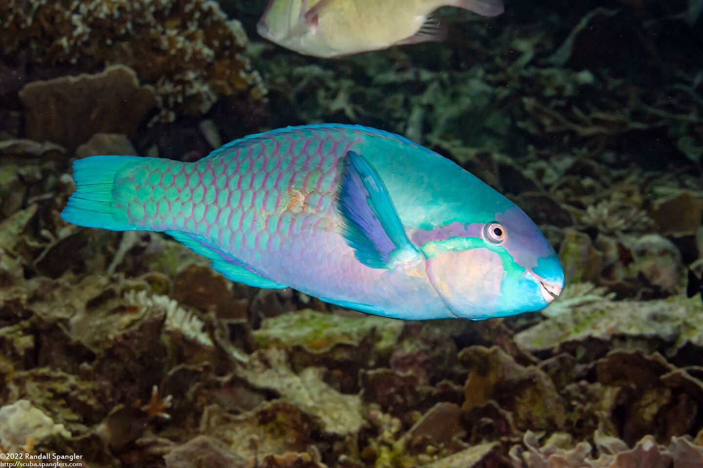 Scarus dimidiatus (Yellow-Barred Parrotfish)