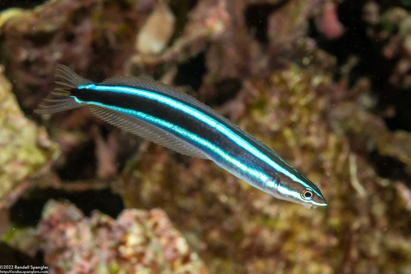 Plagiotremus rhinorhynchos (Bluestriped Fangblenny)