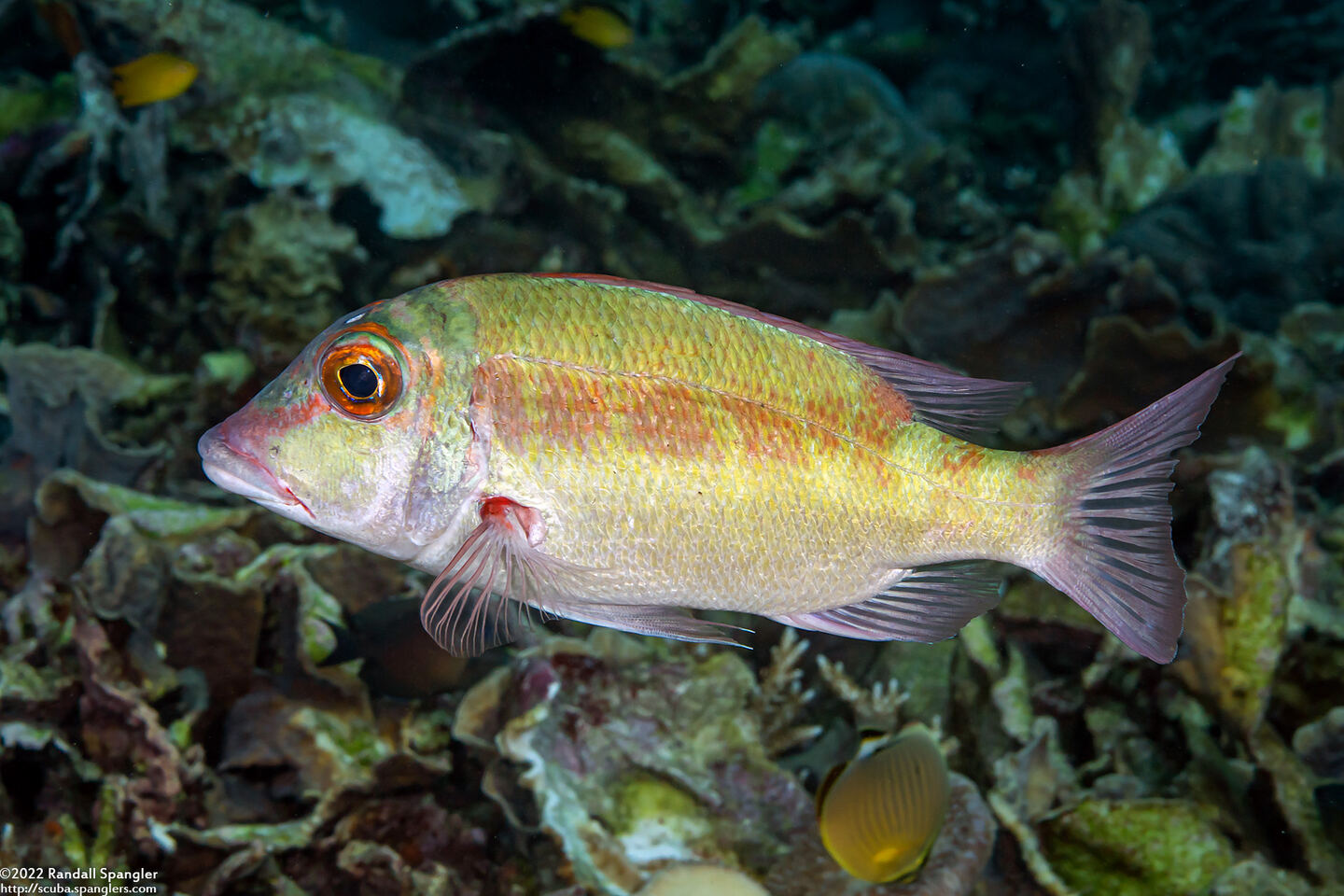Lethrinius amboinensis (Longfin Emperor)