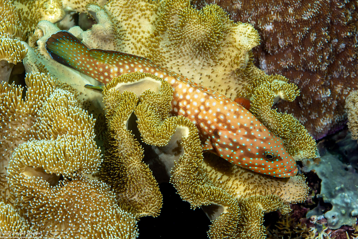 Cephalopholis cyanostigma (Bluespotted Grouper)