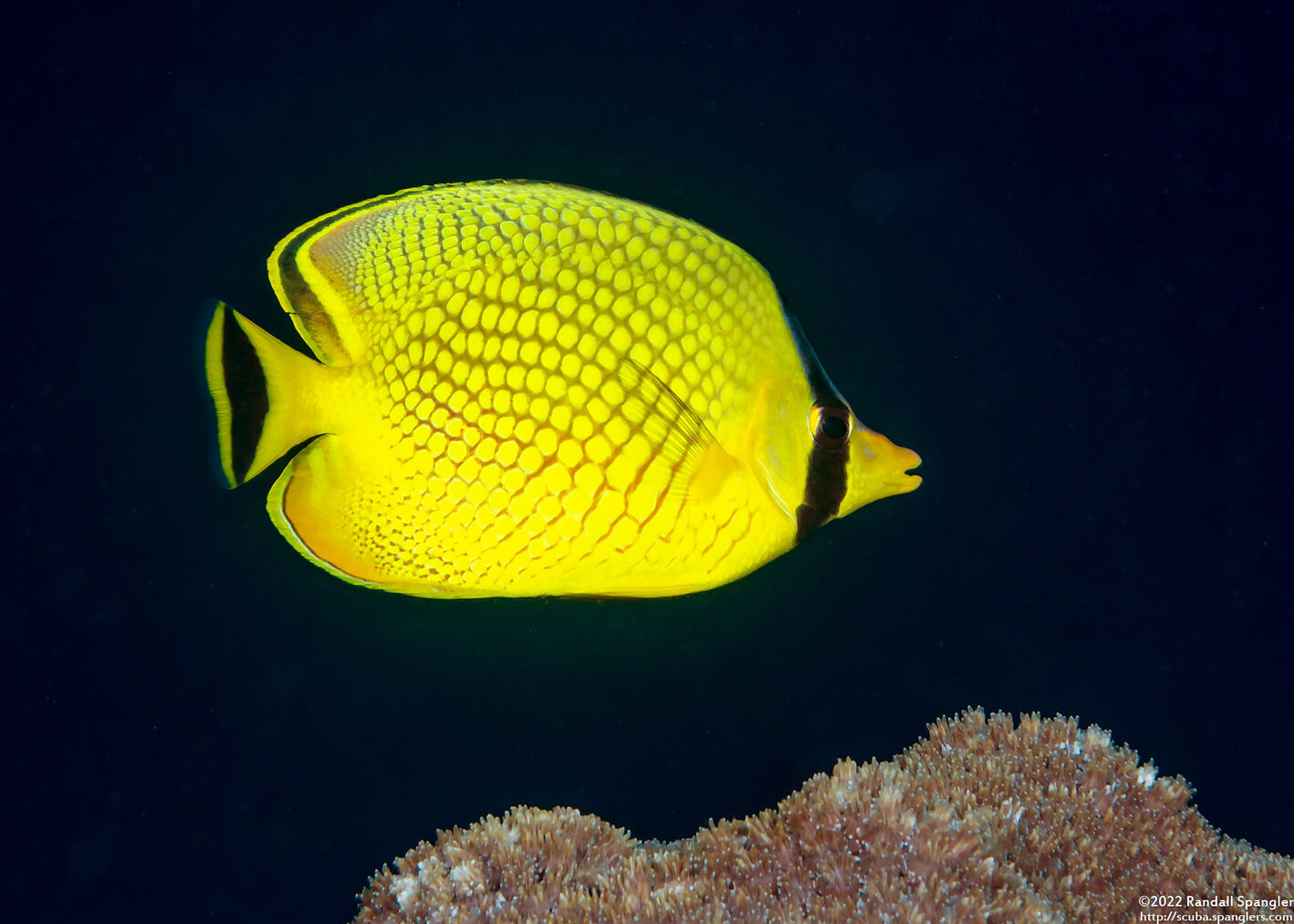 Chaetodon rafflesii (Latticed Butterflyfish)