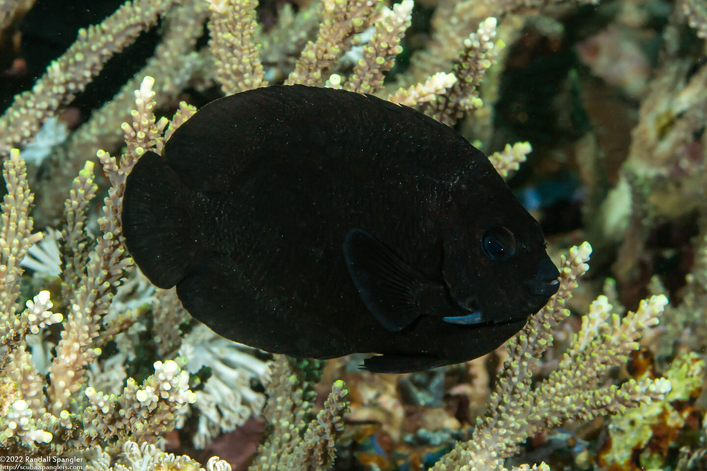Centropyge nox (Midnight Angelfish)