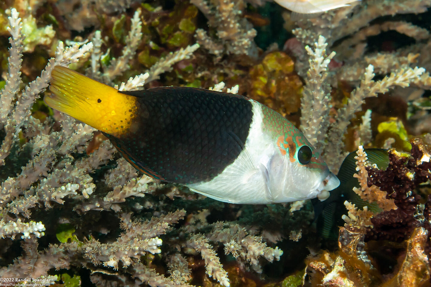 Hemigymnus melapterus (Blackeye Thicklip)