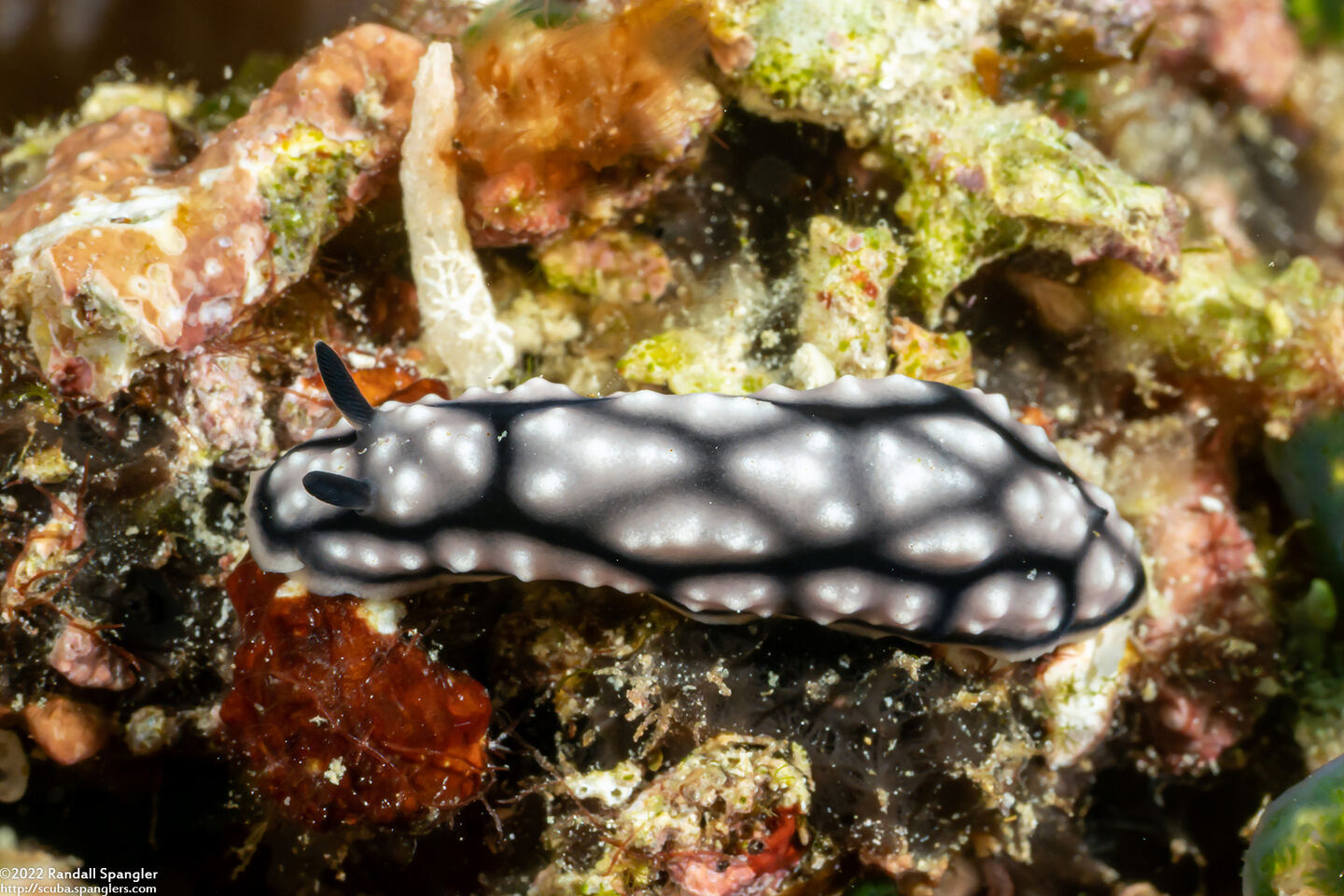 Phyllidiella lizae (Liz's Phyllidiella)