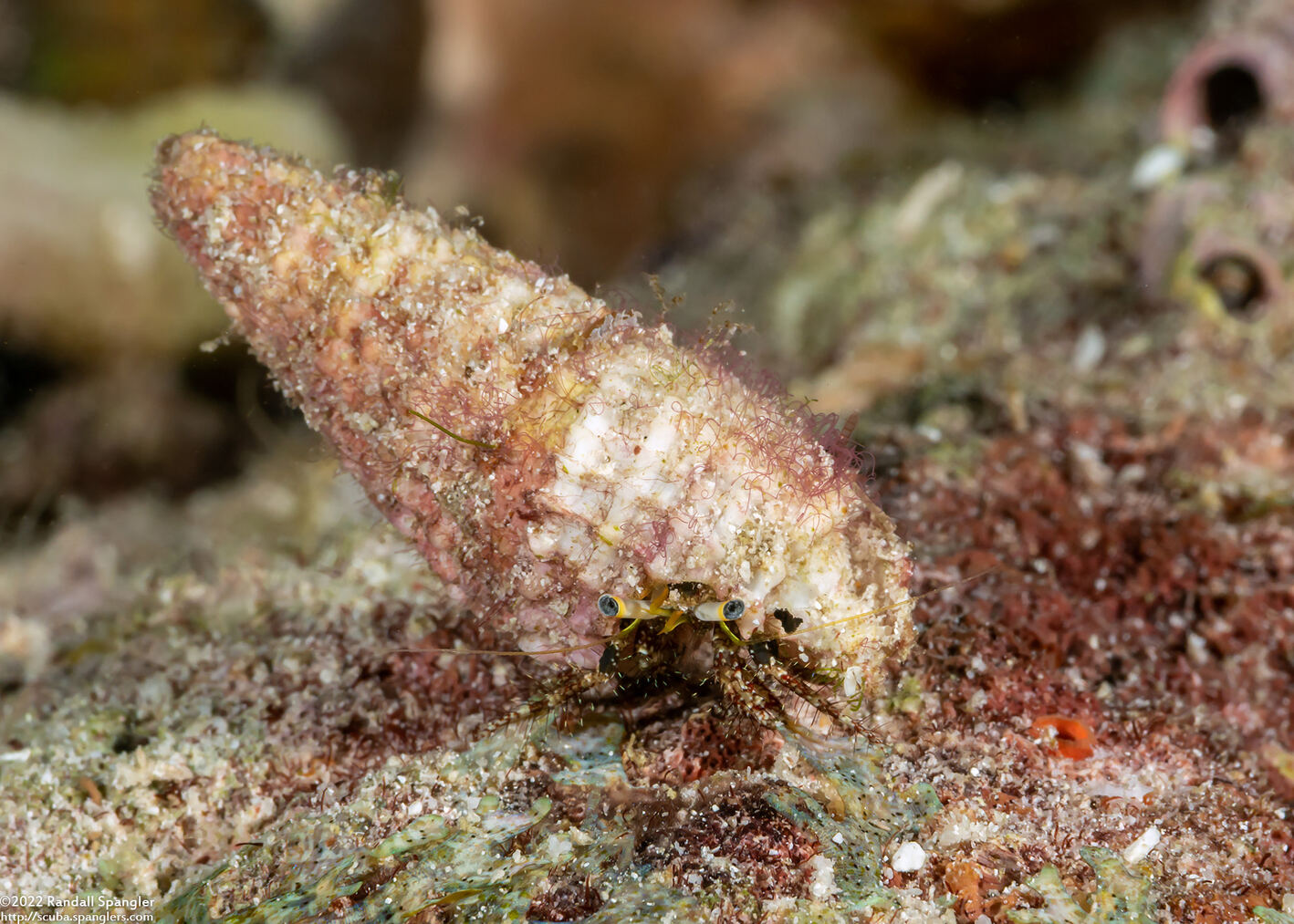 Dardanus lagopodes (Dark Knee Hermit Crab)