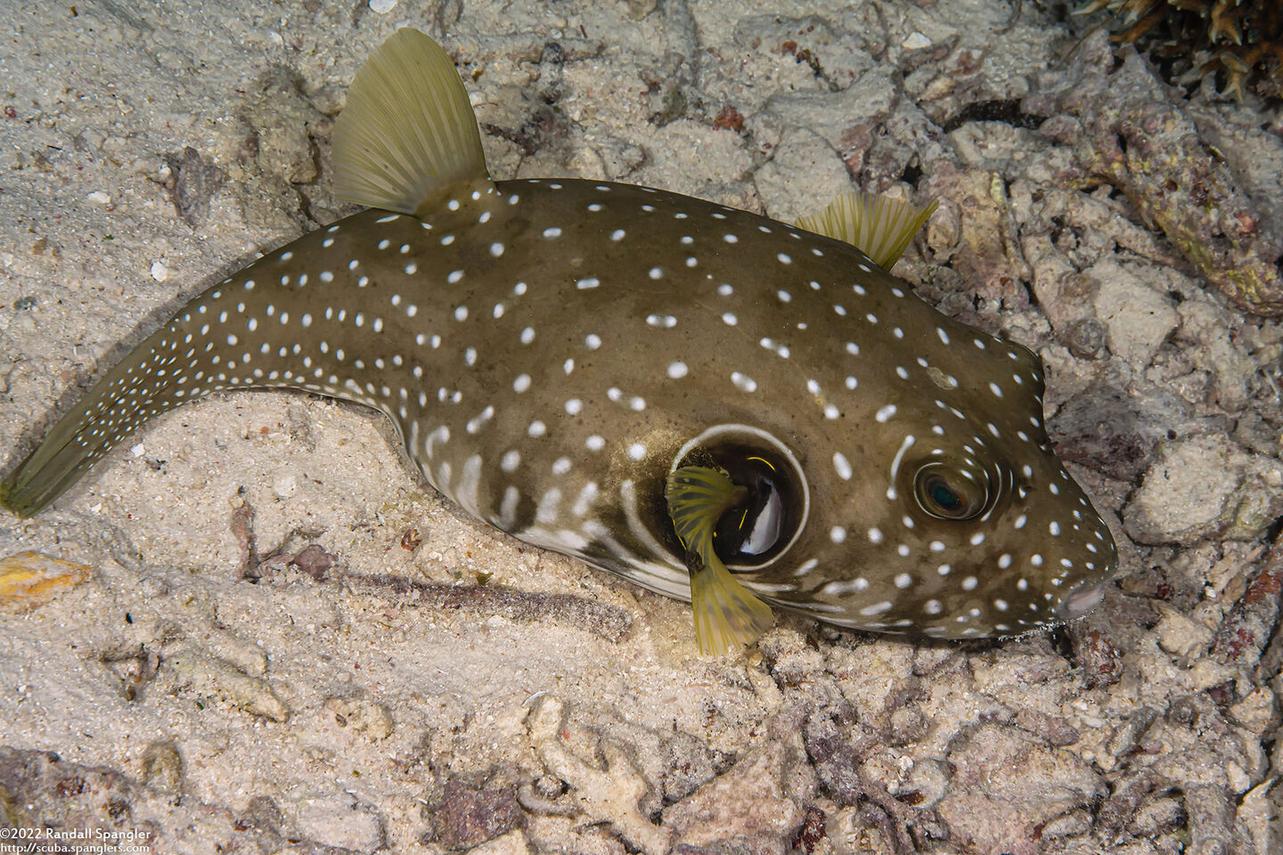 Arothron hispidus (White-Spotted Puffer)