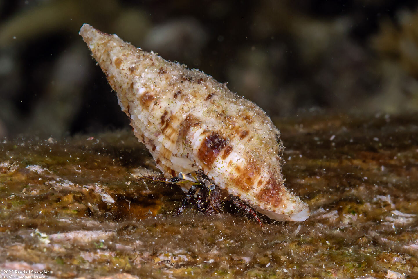 Dardanus lagopodes (Dark Knee Hermit Crab)