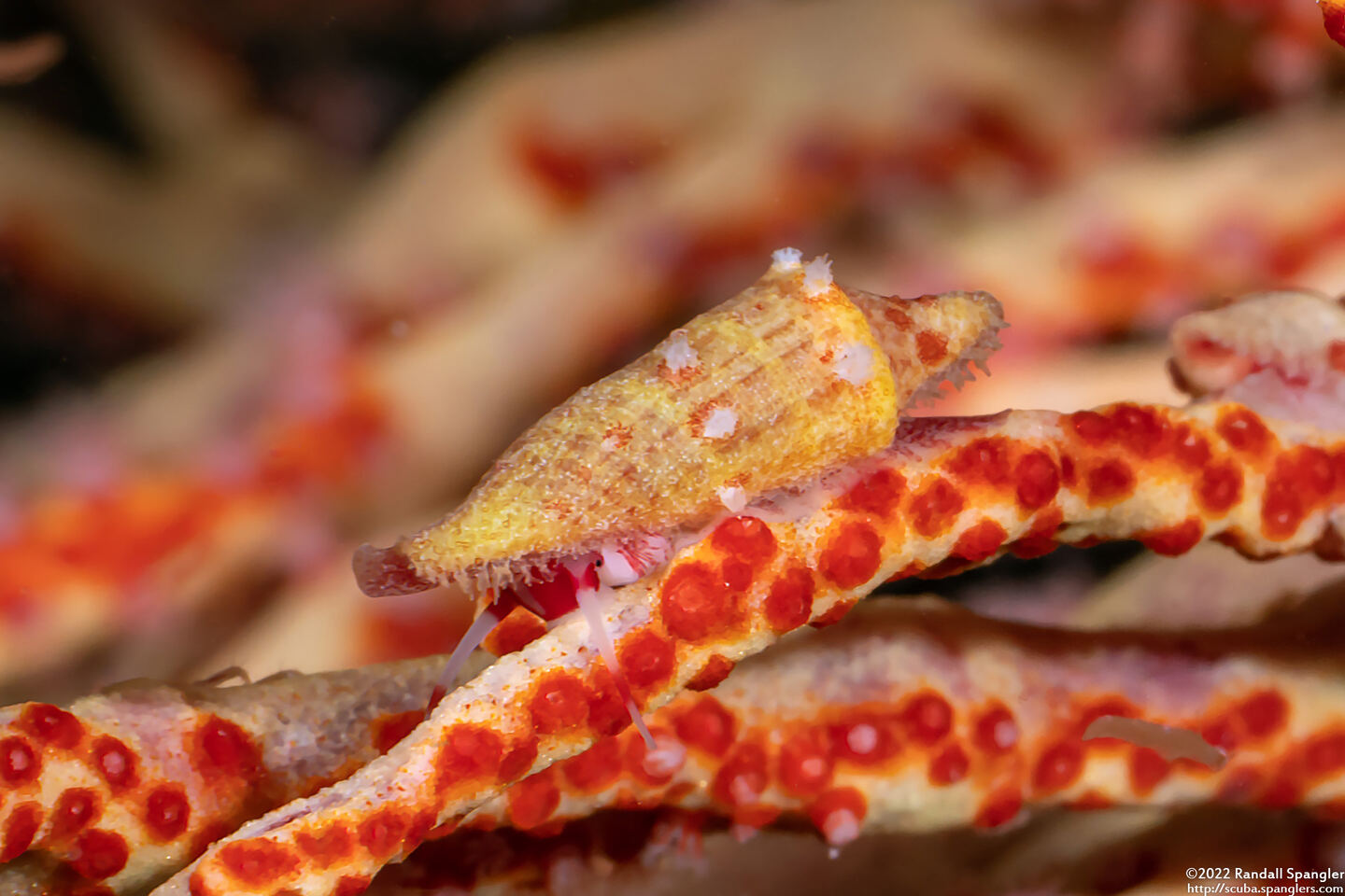 Prosimnia draconis (Dragon's Egg Shell)