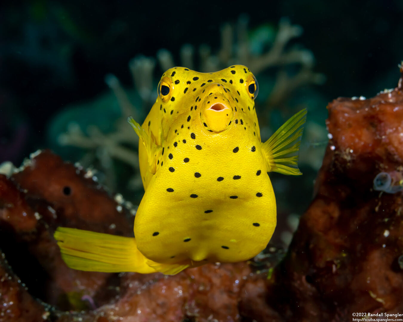 Ostracion cubicum (Yellow Boxfish)