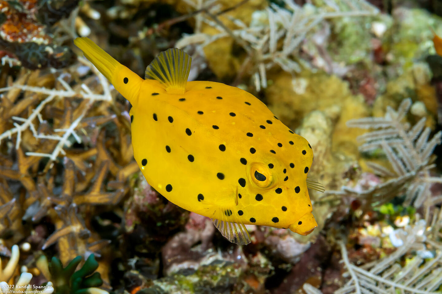 Ostracion cubicum (Yellow Boxfish)